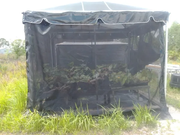 Greenhouse with protective mesh exterior